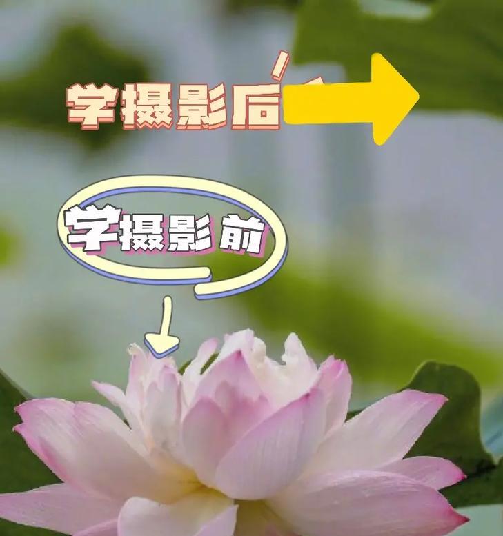 手机拍照突然变黑的原因及解决方法？  第3张