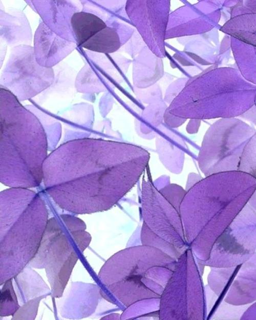 苹果手机壳子紫色系列有哪些特点？如何购买？  第3张